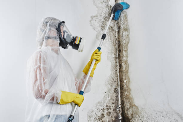 Best Crawl Space Mold Remediation in Centerburg, OH