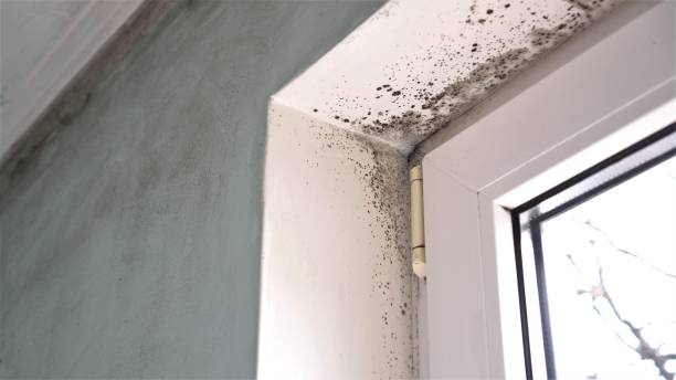 Best Residential Mold Remediation in Centerburg, OH