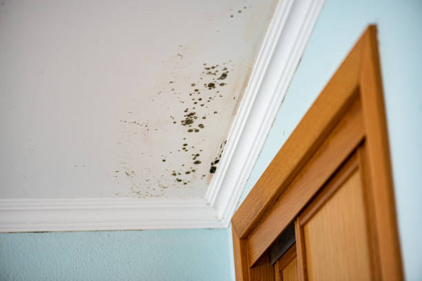 Best Black Mold Remediation in Centerburg, OH