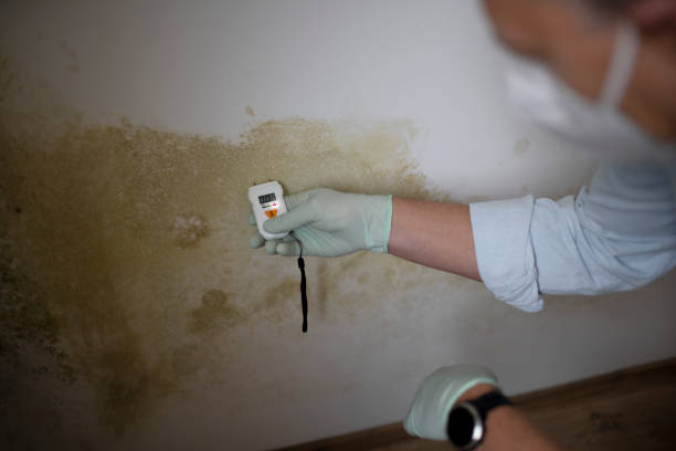 Best HVAC Mold Remediation in Centerburg, OH