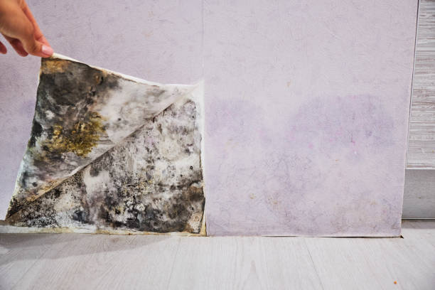  Centerburg, OH Mold Removal Pros